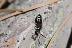 Sapyga martinii