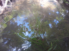 Isolepis reticularis