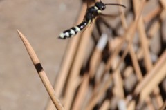 Sapyga martinii