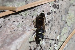 Sapyga martinii