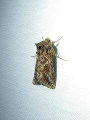 Autographa rubidus