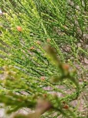 Callitris endlicheri