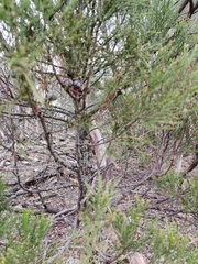 Callitris endlicheri