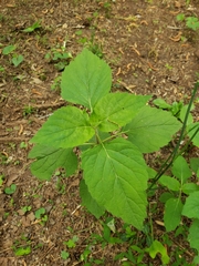 Phryma
