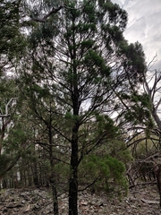 Callitris endlicheri