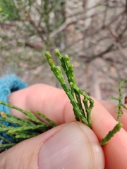 Callitris endlicheri