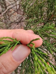 Callitris endlicheri