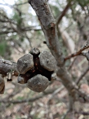 Callitris endlicheri