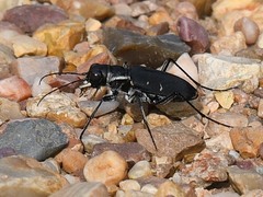 Cicindela obsoleta