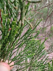 Callitris endlicheri