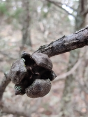 Callitris endlicheri