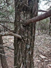 Callitris endlicheri