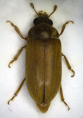 Byturus ochraceus