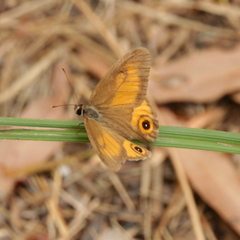 Hypocysta irius