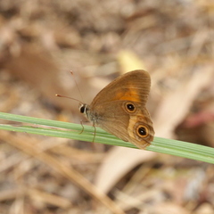 Hypocysta irius