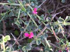 Indigofera obcordata