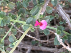 Indigofera obcordata