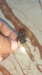 Camponotus angusticollis