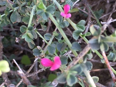 Indigofera obcordata