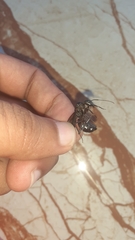 Camponotus angusticollis