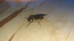 Camponotus angusticollis