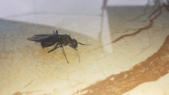 Camponotus angusticollis