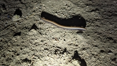 Paeromopodidae