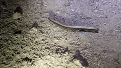 Paeromopodidae