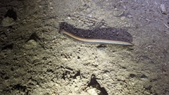 Paeromopodidae