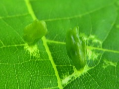 Phytoptus