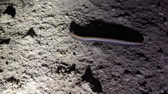 Paeromopodidae