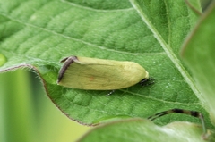 Earias pudicana