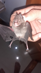 Chiroptera