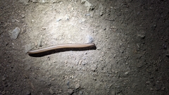 Paeromopodidae