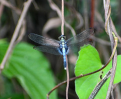 Erythrodiplax basalis