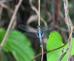 Erythrodiplax basalis