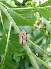 Cosmiomorpha similis