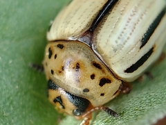 Leptinotarsa defecta