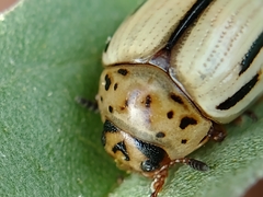 Leptinotarsa defecta