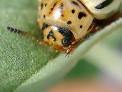 Leptinotarsa defecta