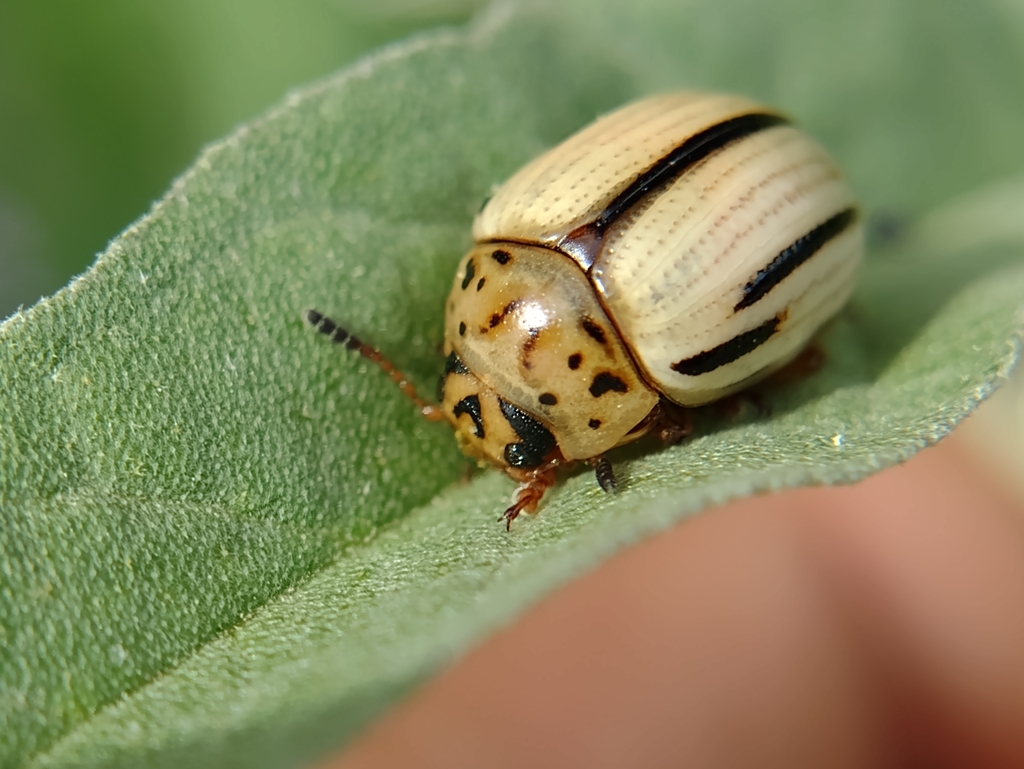 Twoline Satansbos Leaf Beetle