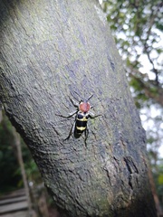 Xylotrechus rufilius