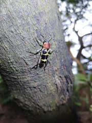 Xylotrechus rufilius