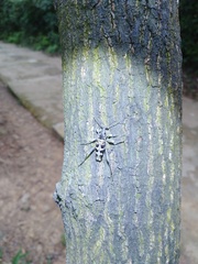 Xylotrechus atronotatus