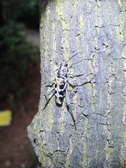 Xylotrechus atronotatus