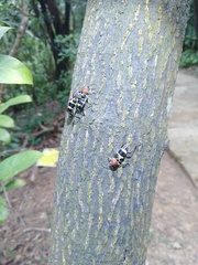 Xylotrechus rufilius