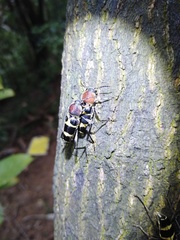 Xylotrechus rufilius