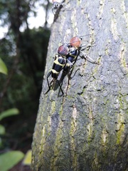 Xylotrechus rufilius