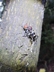 Xylotrechus rufilius