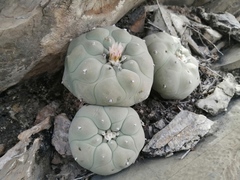 Lophophora diffusa